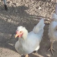 خروس گلین و بومی|حیوانات مزرعه|شاهینشهر, گرگاب|دیوار