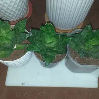 گل سانسوریا پاکوتاه