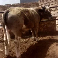 گوساله نر اصل جنس