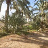 باغ وزمین لب اتوبان دالکی برازجان|فروش زمین و ملک کلنگی|برازجان, |دیوار