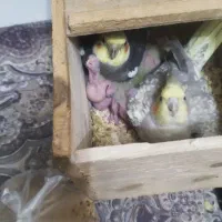 جوجه عروس|پرنده|آستانه اشرفیه, |دیوار