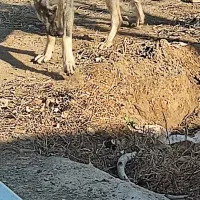 گمشده|حیوانات|شال, |دیوار