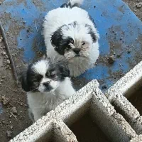 سگ نژاد شیتزو