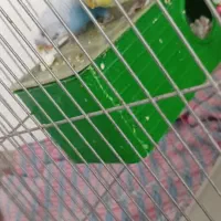 یک جفت مرغ عشق