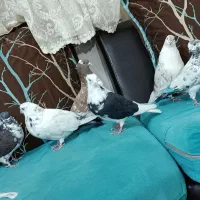 کفتر و کبوتر|پرنده|ری, شهادت|دیوار