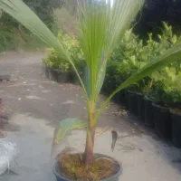 فروش پالم و یاس هلندی