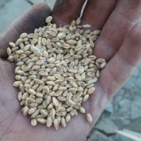 گندم پیشگام و گندم دیم برا بذری معاوضه هم هست|خدمات باغبانی و درختکاری|اراک, |دیوار