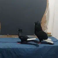 جفت سینه ای درشت و هیکلی|پرنده|اهواز, کمپلو شمالی|دیوار