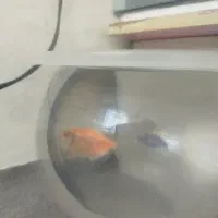 ماهی|ماهی|اردبیل, |دیوار