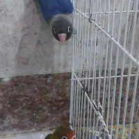 جفت کوتوله برای فروش آبی ۱تومن سبز۷۰۰ سرجمع ۱و۷۰۰