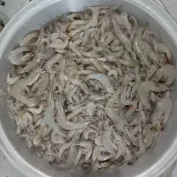 طعمه ماهیگیری میگو