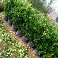 یاس هلندی سایز درشت پر|گل و گیاه طبیعی|رشت, پیرکلاچای|دیوار