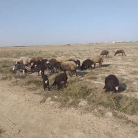 ۱۵راس بره دار|حیوانات مزرعه|سیمین شهر, |دیوار