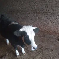 فروش یک راس گوساله ماده