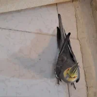 عروس هلندی|پرنده|تهران, هلال احمر|دیوار