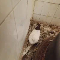 فروش دم سرخ و قهوه ای