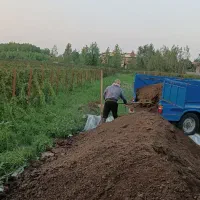 کود گوسفندی وگاوی تازه و پوسیده