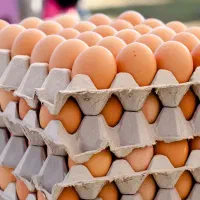 پخش تخم مرغ محلی،تخم مرغ روز