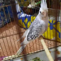 عروس البینو دوکت پروانه ای