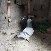 کبوتر سبز مسافتی ماده عراق