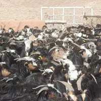 معاوضه۴۰۰راس بز گله بامیش عراقی