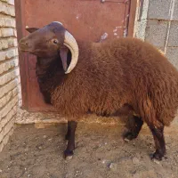 بره قوچ شاخی افشاری