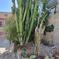 دوعدد کاک توس به فروش میرسد قیمت توافقی