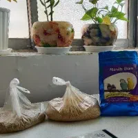 دو جفت مرغ عشق سالم و سرحال همراه با قفس و دونه|پرنده|شاهین‌شهر, شهرک سایت|دیوار