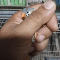 فنچ کاکلی|پرنده|بوشهر, |دیوار