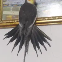 4 تا عروس هلندی فروش فوری