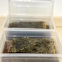 عسل ۱۰۰ درصد طبیعی بدون افزودنی|خوردنی و آشامیدنی|ماکو, |دیوار