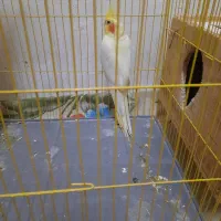عروس هلندی رام|پرنده|رشت, پستک|دیوار