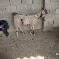 بز پاکستانی|حیوانات مزرعه|اهواز, آریاشهر|دیوار