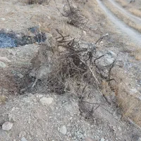 چوب|مصالح و تجهیزات ساختمان|بروجن, |دیوار