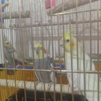 3عدد عروس هلندی|پرنده|یاسوج, |دیوار