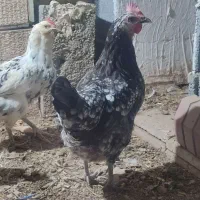 مرغ گلین اصل