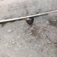 مرغ لری قلم سبز کرچ و کرک
