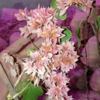 گل کاغذی خوزستان|گل و گیاه طبیعی|مراغه, |دیوار