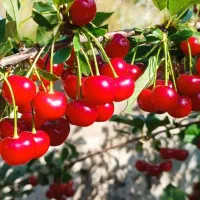 فروش باغ قطره ای  قیزفخری اهر