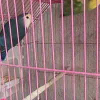 طوطی برزیلی|پرنده|رشت, آب و برق|دیوار