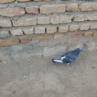 کبوتر مسافتی|پرنده|بجنورد, |دیوار