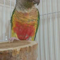 گرینچیک  یلوساید