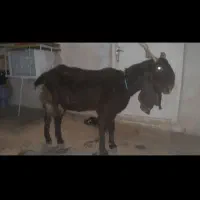 بز چاق|حیوانات مزرعه|مسجد سلیمان, |دیوار