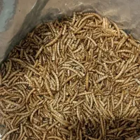 کرم میلورم خشک|خزنده|تبریز, |دیوار