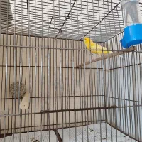 یک جفت قناری نر و ماده سوپر درجه یک