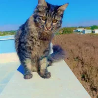 دوعددگربه خونگی خوشگل بازی گوش|گربه|رامجین, |دیوار