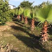 نهال پالم|گل و گیاه طبیعی|کوهیخیل, |دیوار