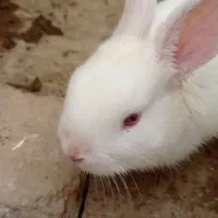 بچه خرگوش|موش و خرگوش|مشهد, رضاشهر|دیوار