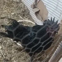 مرغ شاخدار.جوجه بوقلمون ایام سمانی. برهما.لهستانی.|حیوانات مزرعه|اصفهان, باتون|دیوار