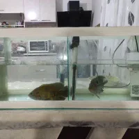 آکواریوم فروشی